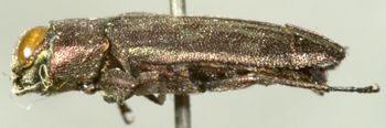 Media type: image;   Entomology 2687 Aspect: habitus lateral view